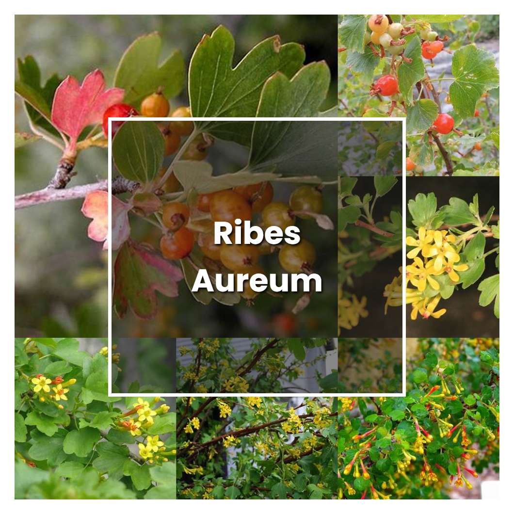 How to Grow Ribes Aureum - Plant Care & Tips