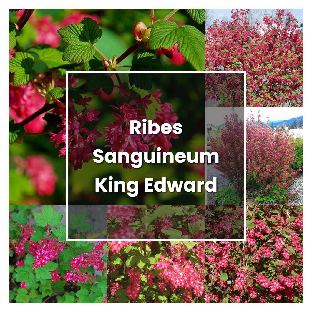 How to Grow Ribes Sanguineum King Edward Vii - Plant Care & Tips