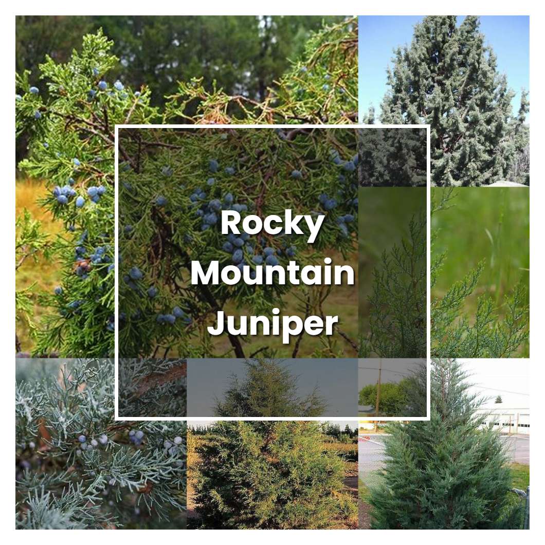 How to Grow Rocky Mountain Juniper - Plant Care & Tips