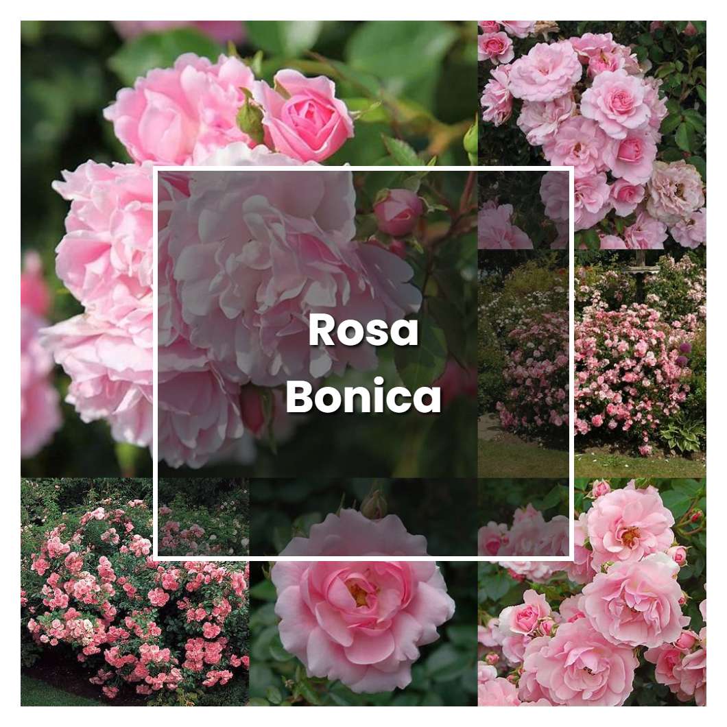 How to Grow Rosa Bonica - Plant Care & Tips