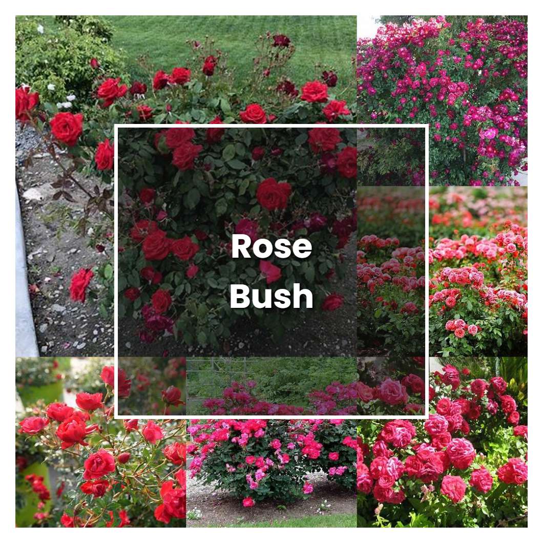 How to Grow Rose Bush - Plant Care & Tips