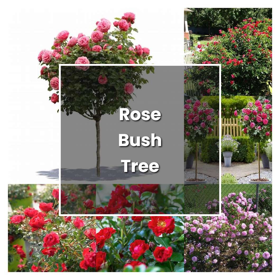 How to Grow Rose Bush Tree - Plant Care & Tips