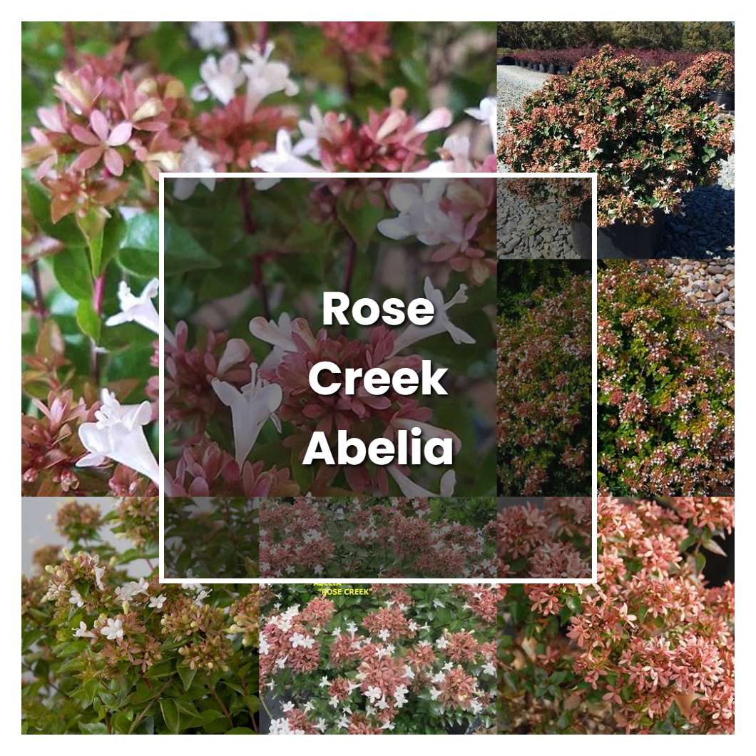 How to Grow Rose Creek Abelia - Plant Care & Tips