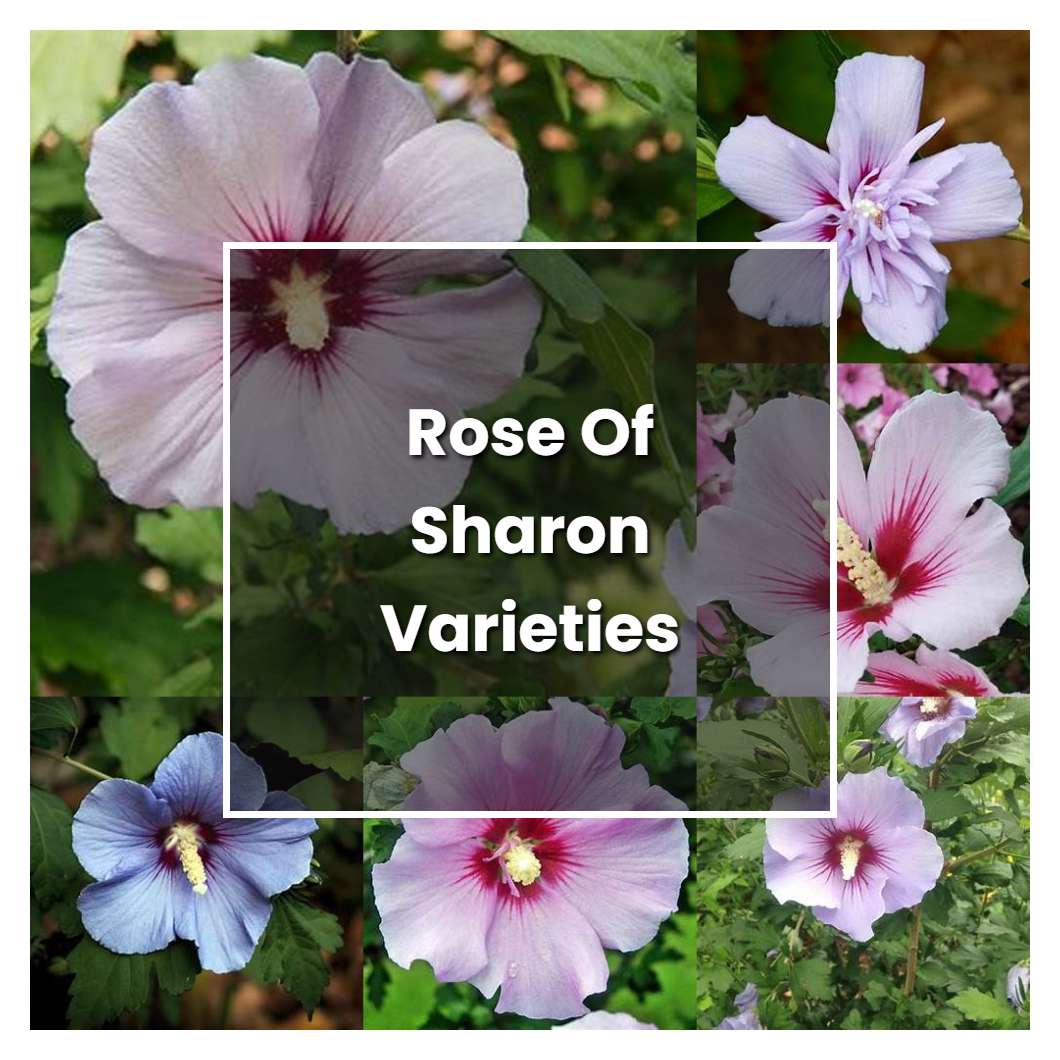 How to Grow Rose Of Sharon Varieties - Plant Care & Tips
