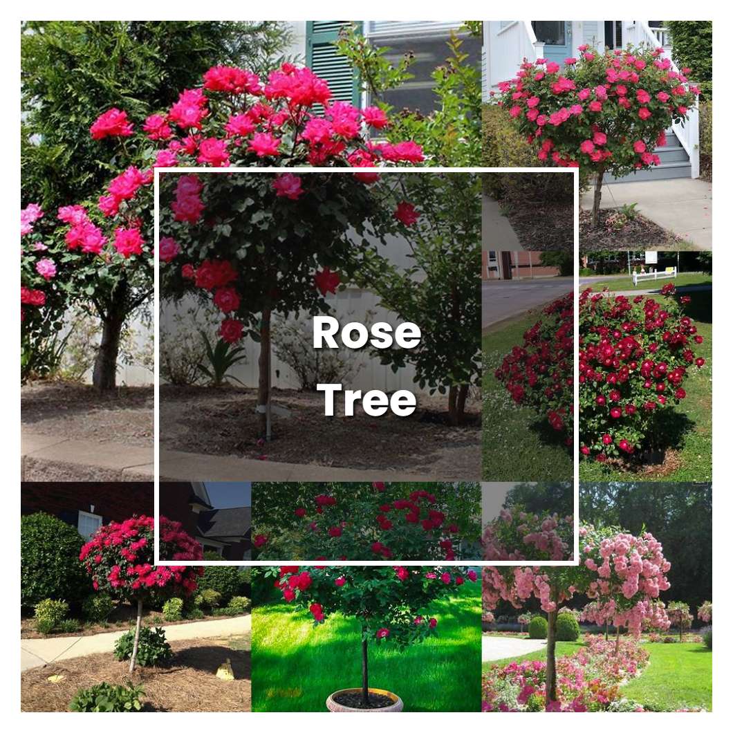How to Grow Rose Tree - Plant Care & Tips