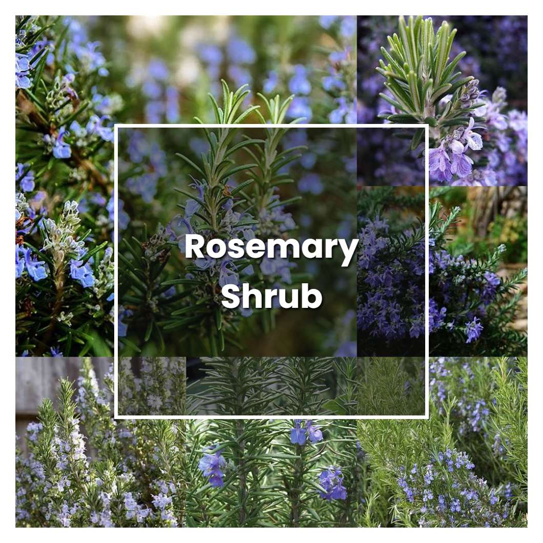 How to Grow Rosemary Shrub - Plant Care & Tips