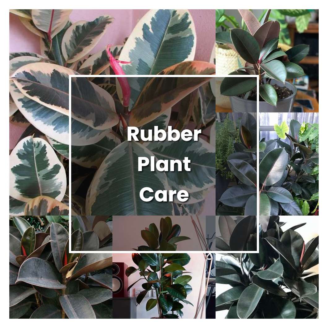 How to Grow Rubber Plant Care - Plant Care & Tips