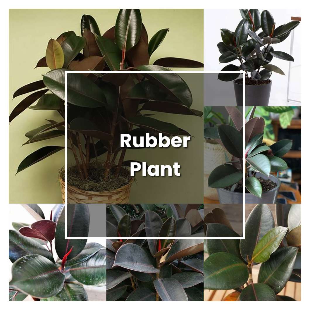 How to Grow Rubber Plant - Plant Care & Tips
