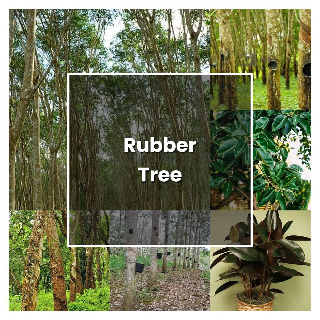 How to Grow Rubber Tree - Plant Care & Tips