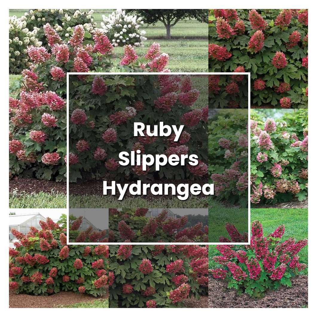 How to Grow Ruby Slippers Hydrangea - Plant Care & Tips