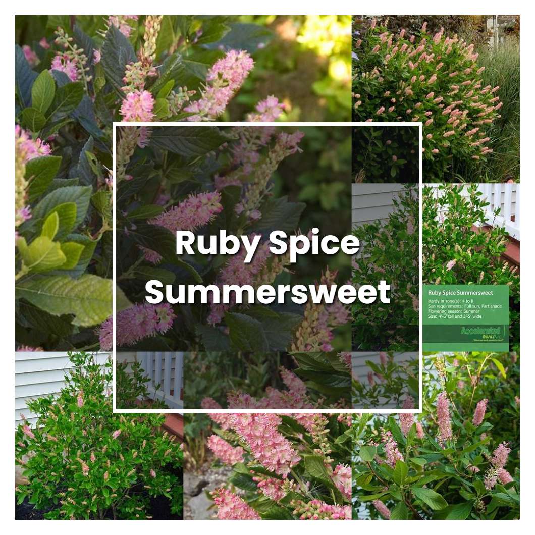 How to Grow Ruby Spice Summersweet - Plant Care & Tips