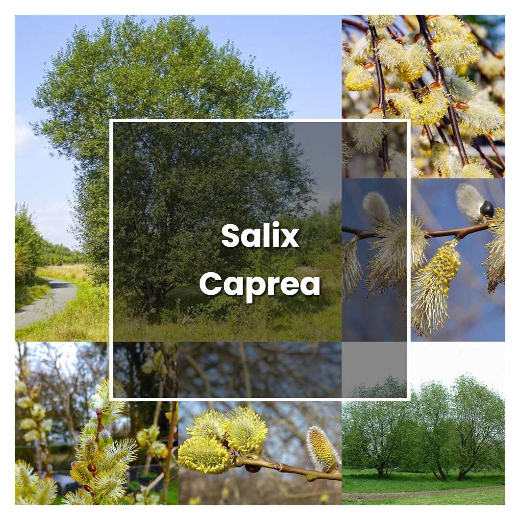How to Grow Salix Caprea - Plant Care & Tips