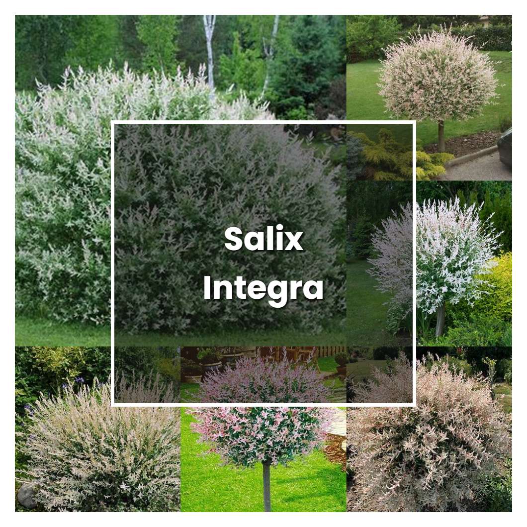 How to Grow Salix Integra - Plant Care & Tips