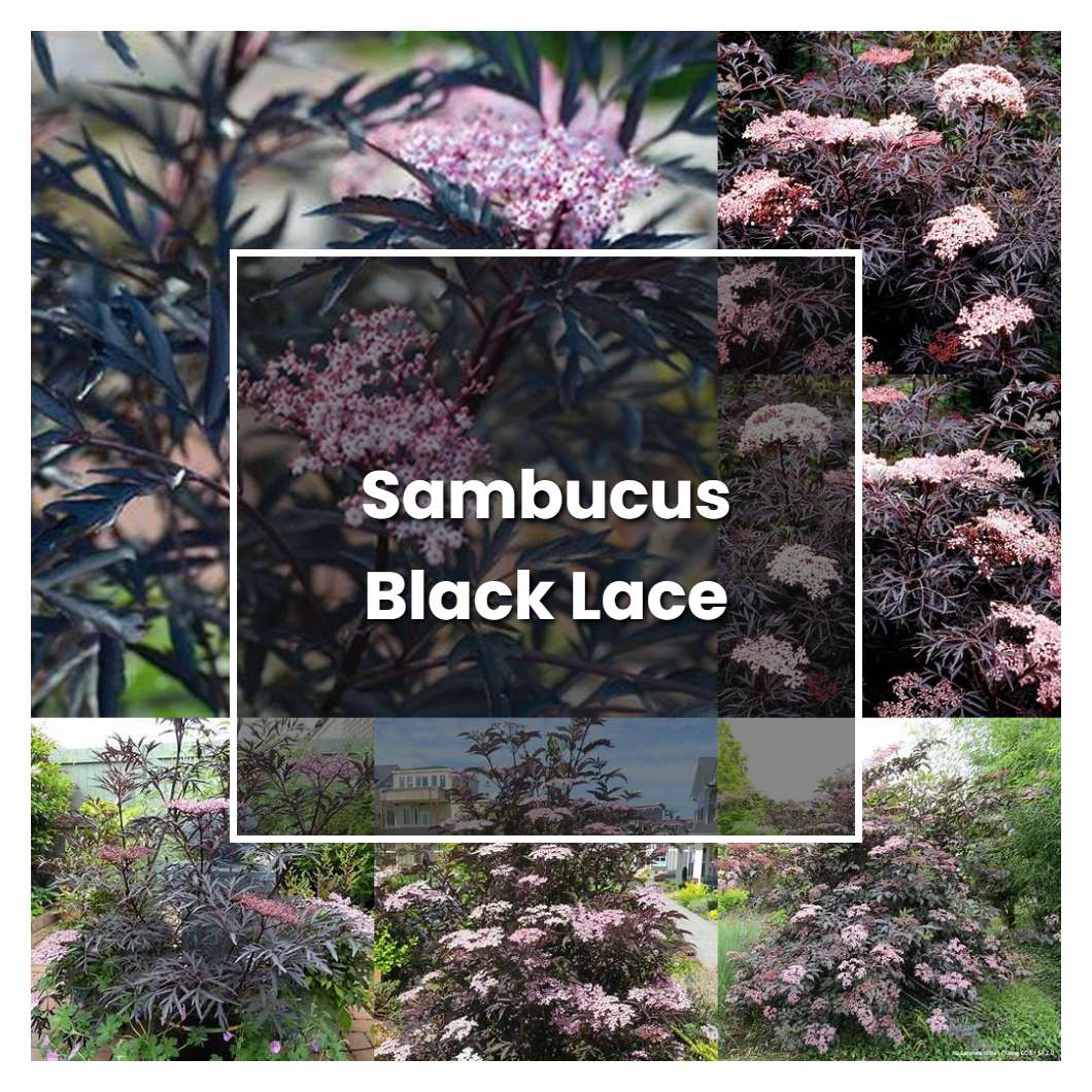 How to Grow Sambucus Black Lace - Plant Care & Tips