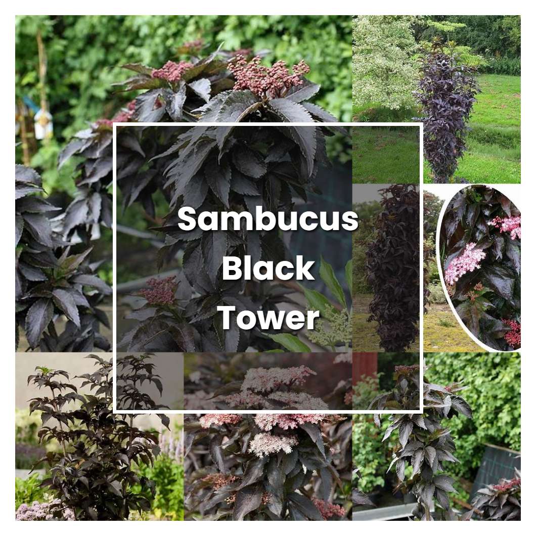 How to Grow Sambucus Black Tower - Plant Care & Tips