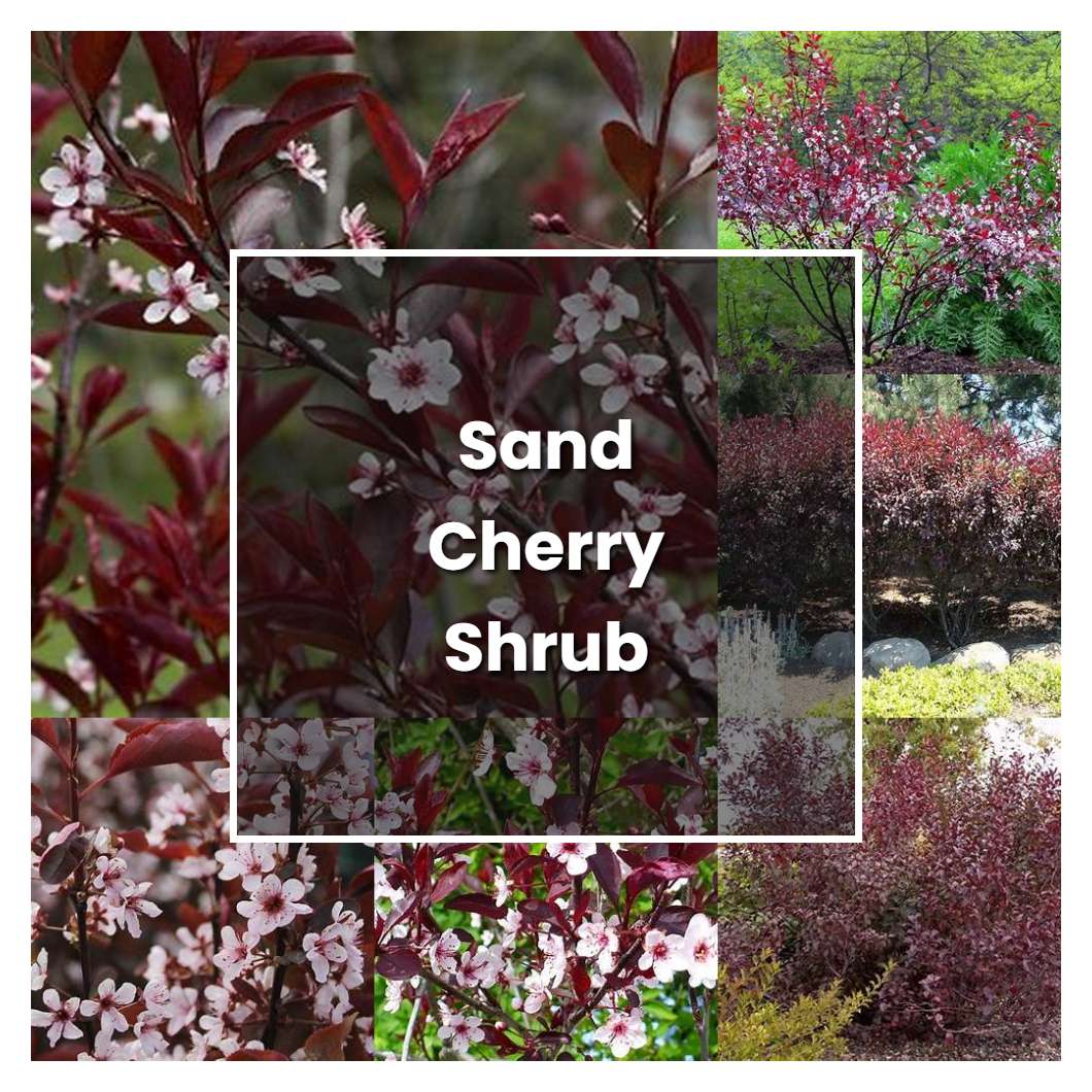 How to Grow Sand Cherry Shrub - Plant Care & Tips