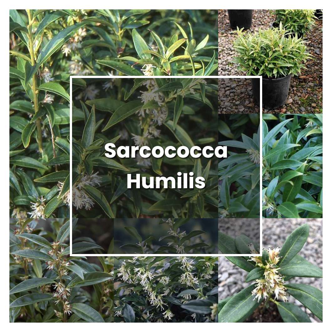 How to Grow Sarcococca Humilis - Plant Care & Tips