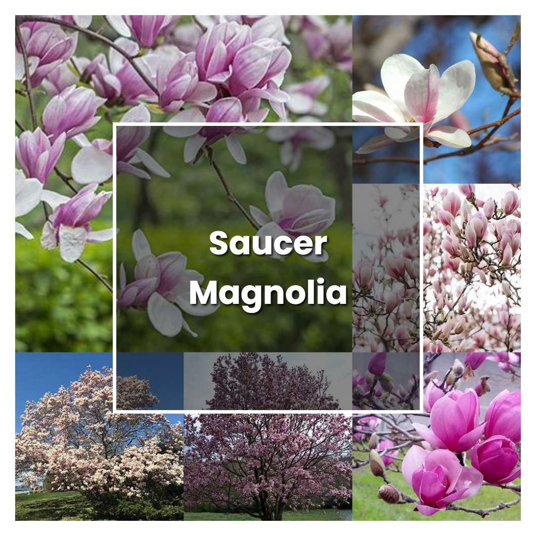 How to Grow Saucer Magnolia - Plant Care & Tips