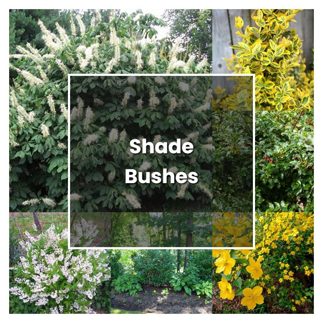 How to Grow Shade Bushes - Plant Care & Tips