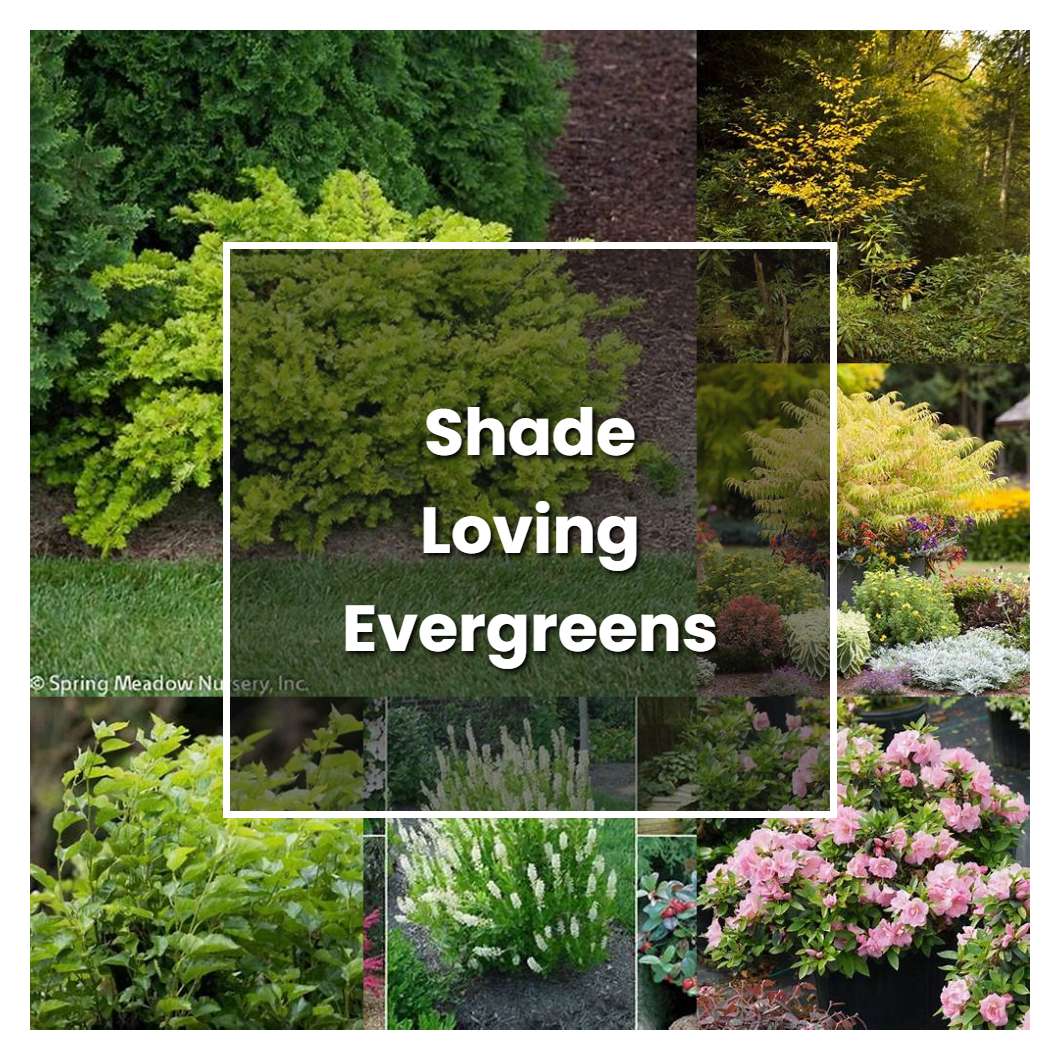 How to Grow Shade Loving Evergreens - Plant Care & Tips