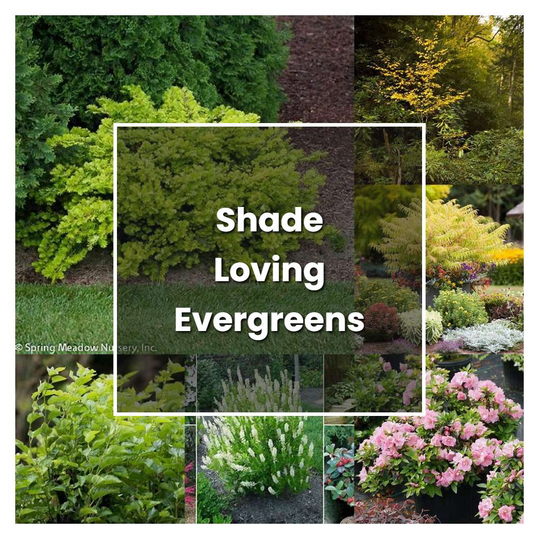 How to Grow Shade Loving Evergreens Plant Care & Tips NorwichGardener