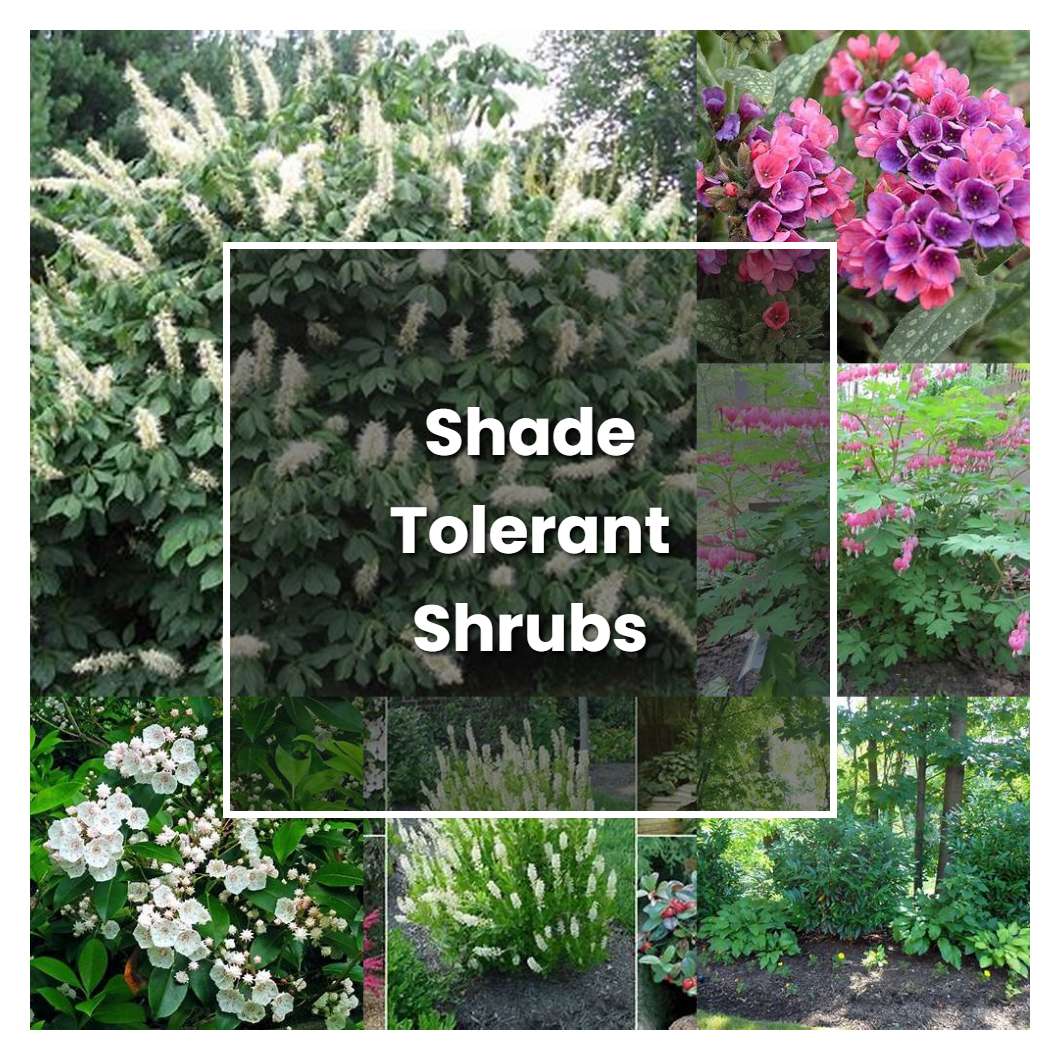 How to Grow Shade Tolerant Shrubs - Plant Care & Tips