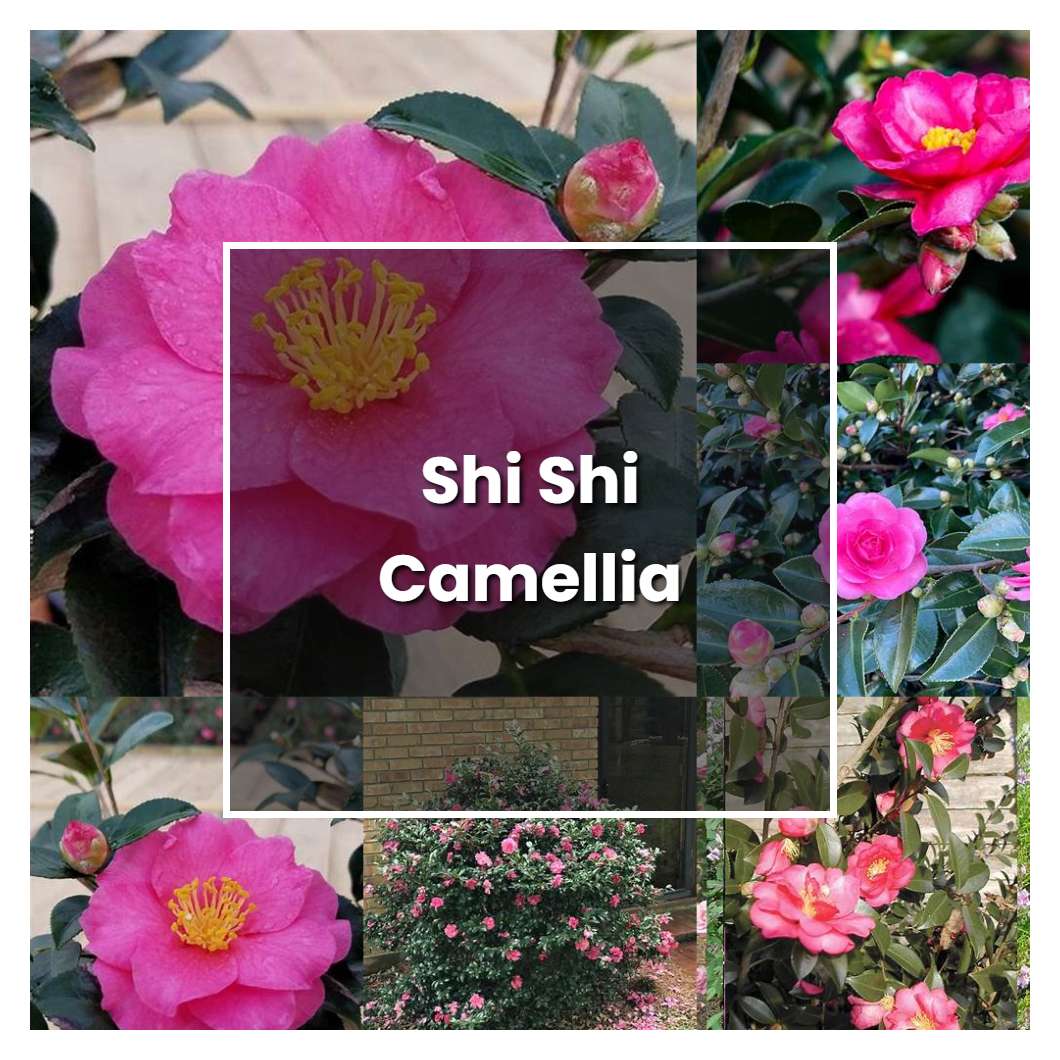 How to Grow Shi Shi Camellia - Plant Care & Tips
