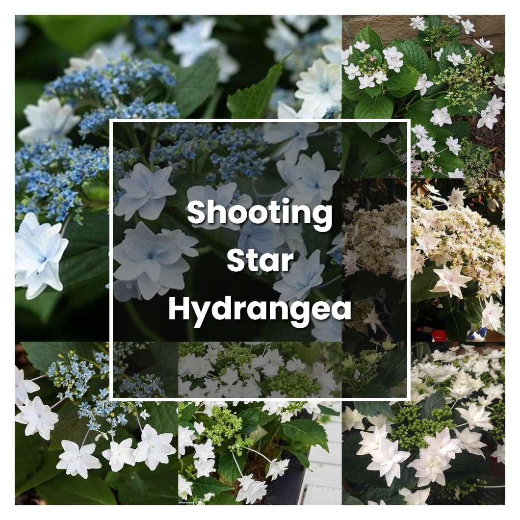 How to Grow Shooting Star Hydrangea - Plant Care & Tips