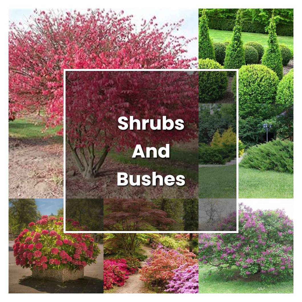 How to Grow Shrubs And Bushes - Plant Care & Tips