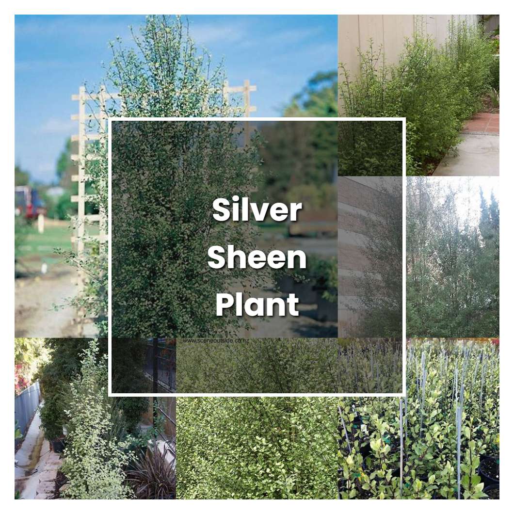 How to Grow Silver Sheen Plant - Plant Care & Tips