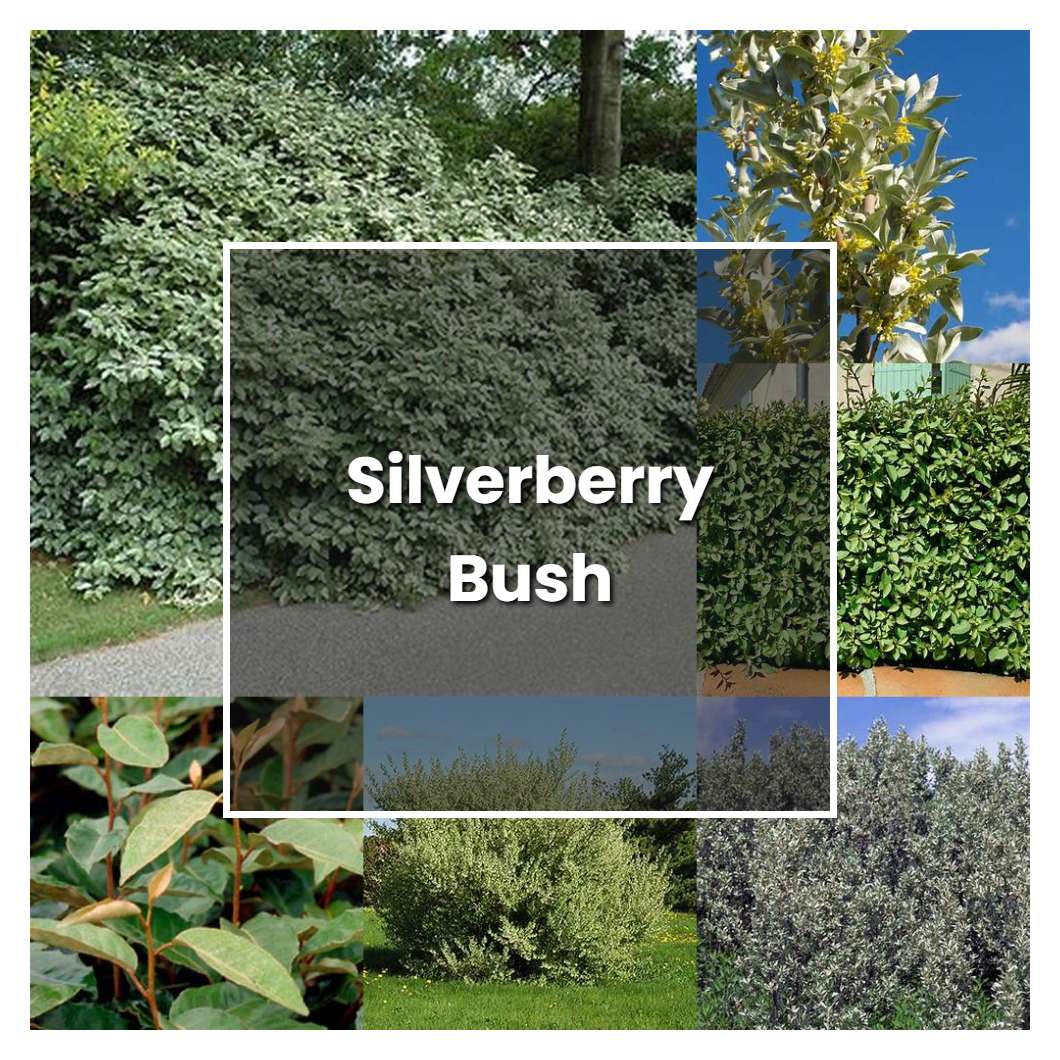 How to Grow Silverberry Bush - Plant Care & Tips