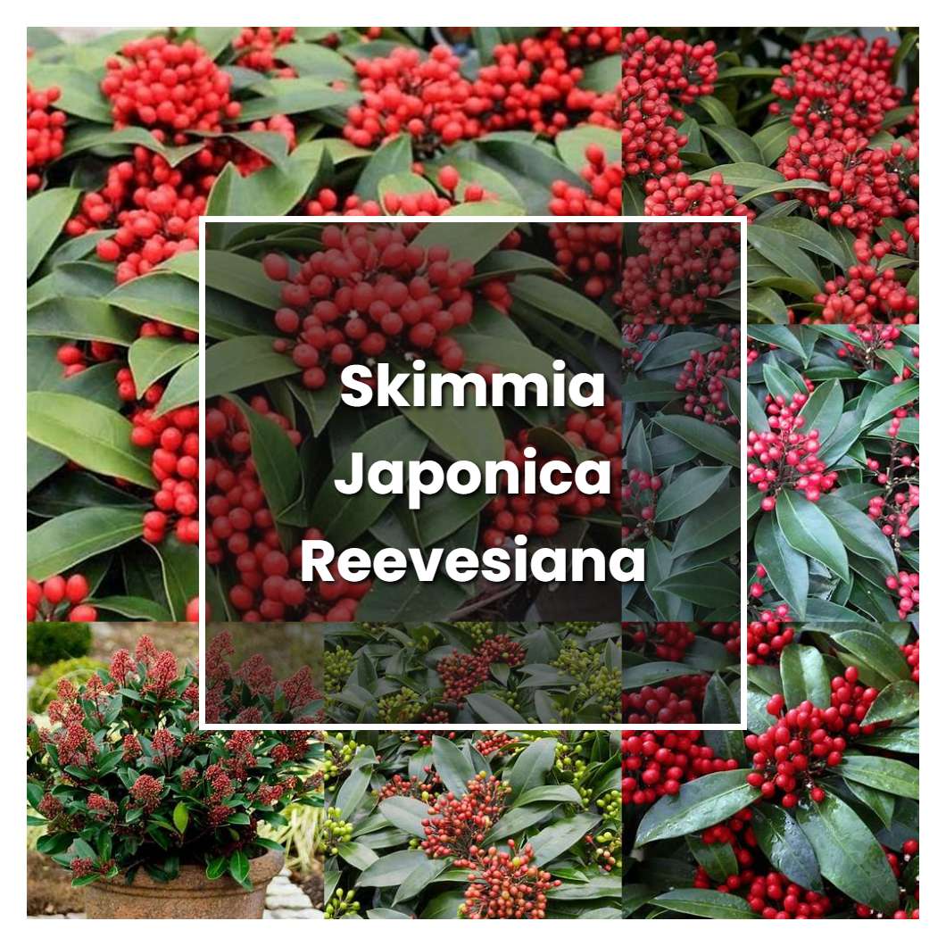 How to Grow Skimmia Japonica Reevesiana - Plant Care & Tips