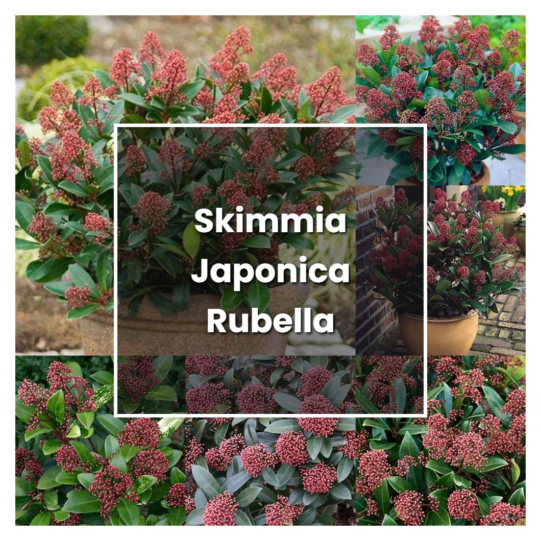 How to Grow Skimmia Japonica Rubella - Plant Care & Tips