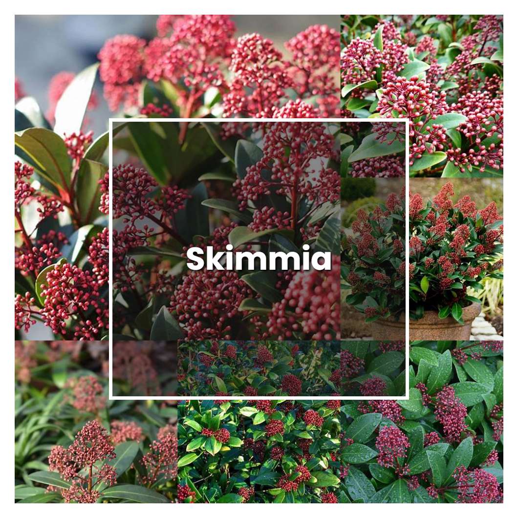 How to Grow Skimmia - Plant Care & Tips