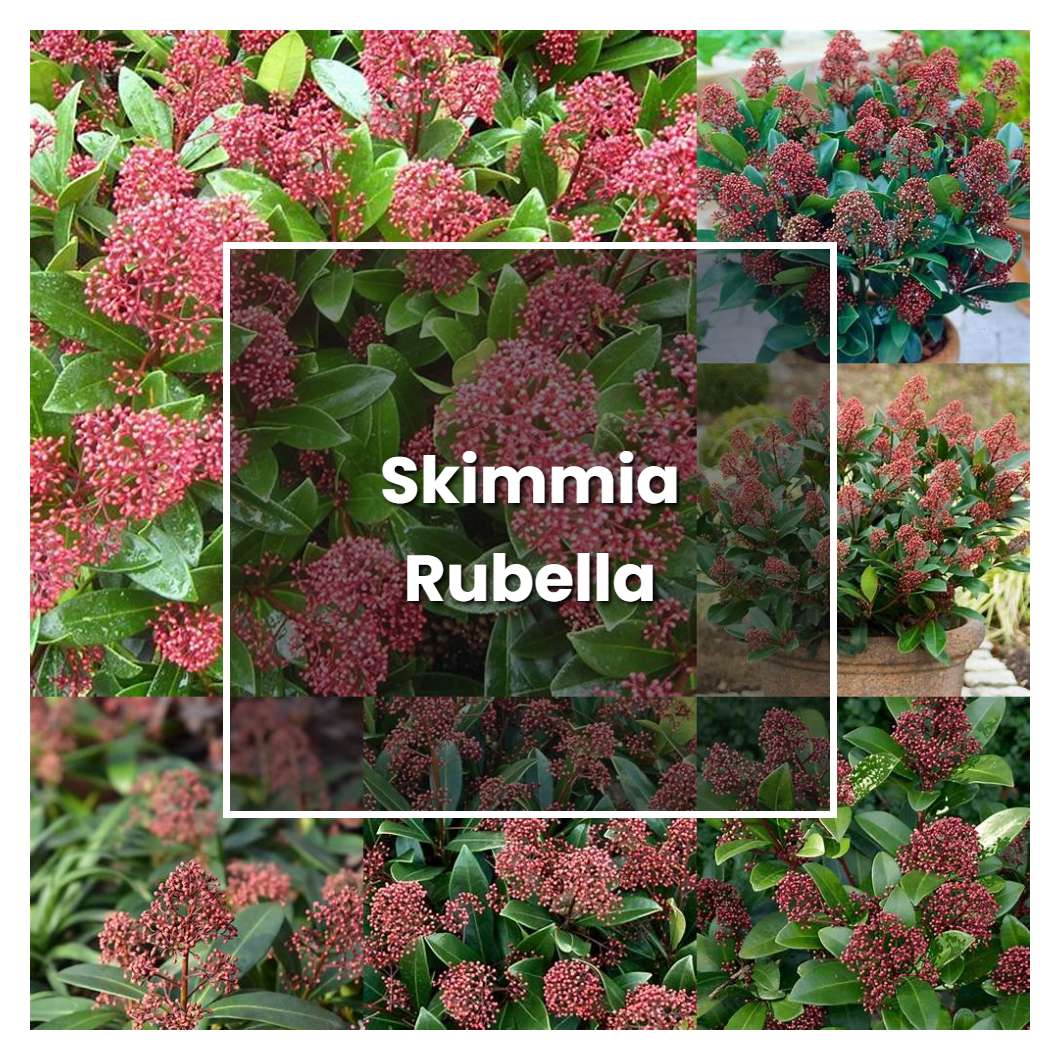 How to Grow Skimmia Rubella - Plant Care & Tips