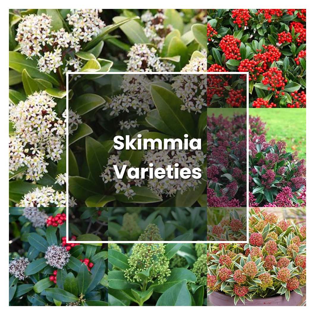 How to Grow Skimmia Varieties - Plant Care & Tips