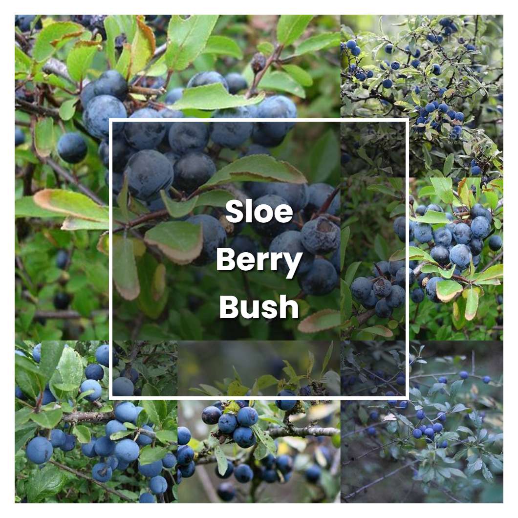 How to Grow Sloe Berry Bush - Plant Care & Tips