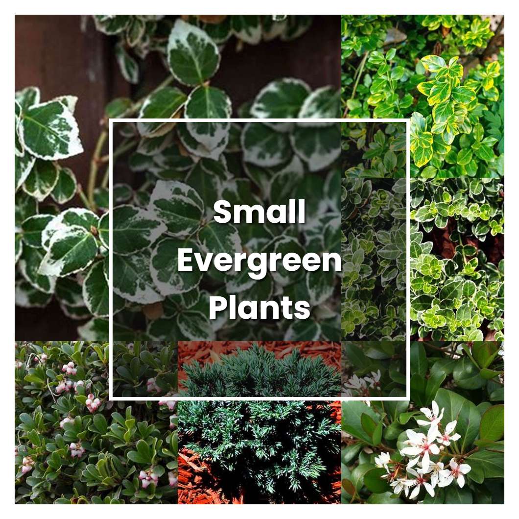 How to Grow Small Evergreen Plants - Plant Care & Tips