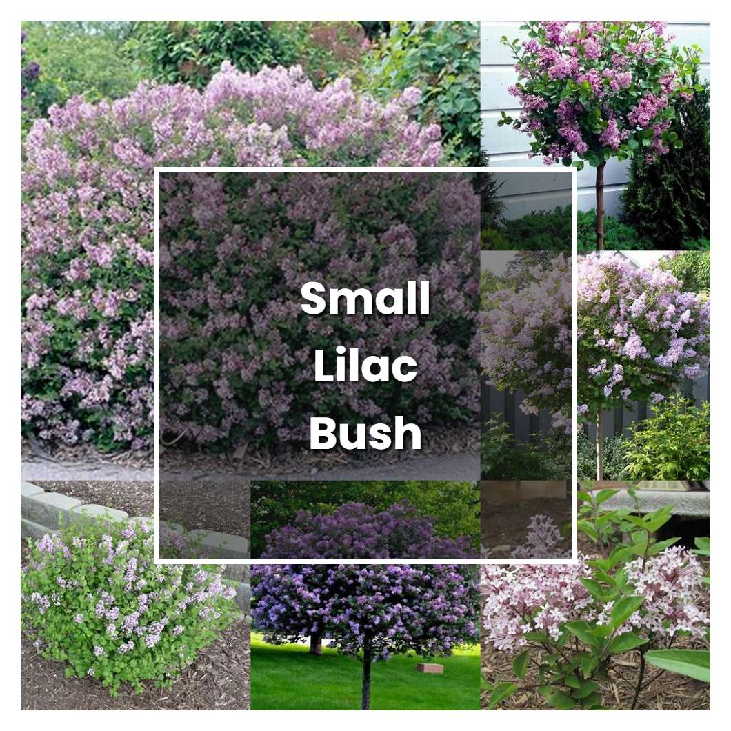 How to Grow Small Lilac Bush - Plant Care & Tips