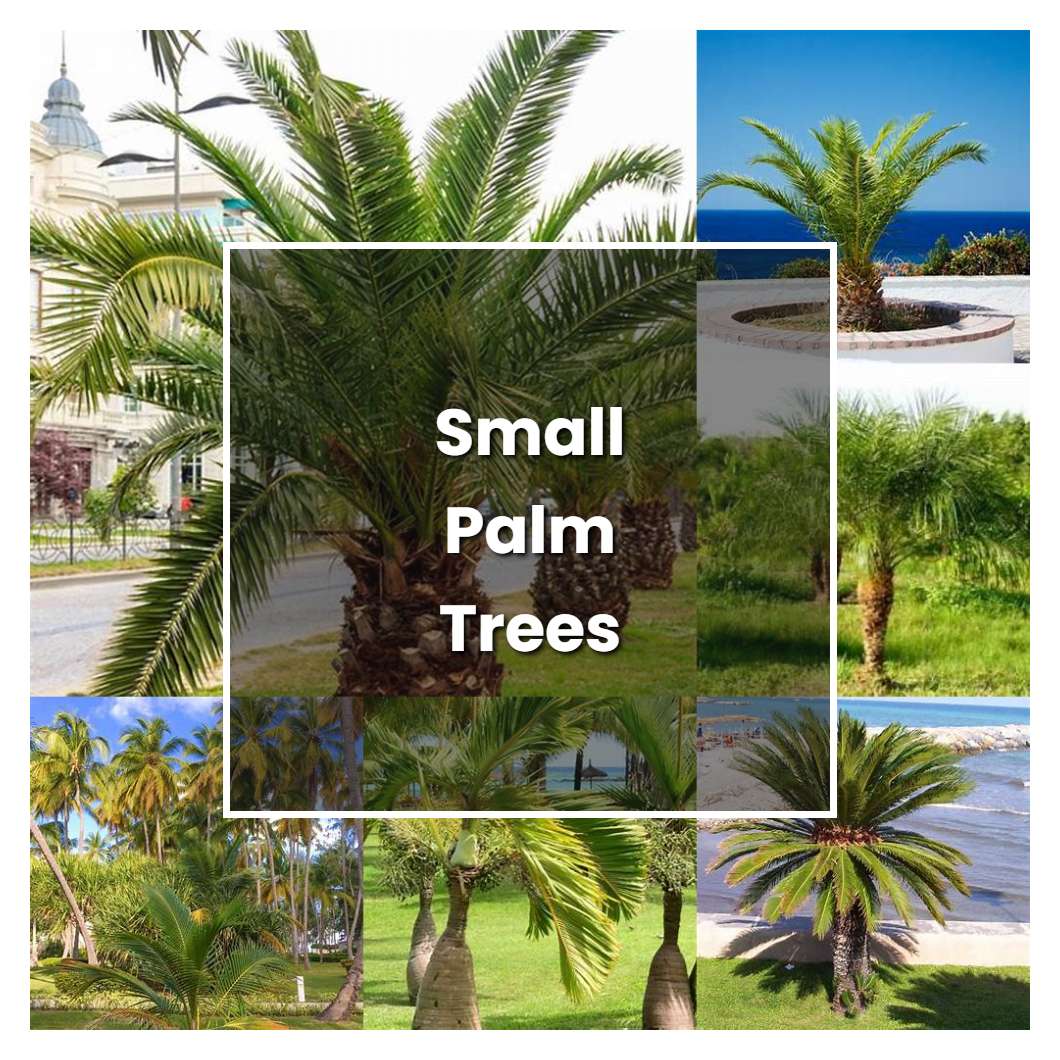 How to Grow Small Palm Trees - Plant Care & Tips