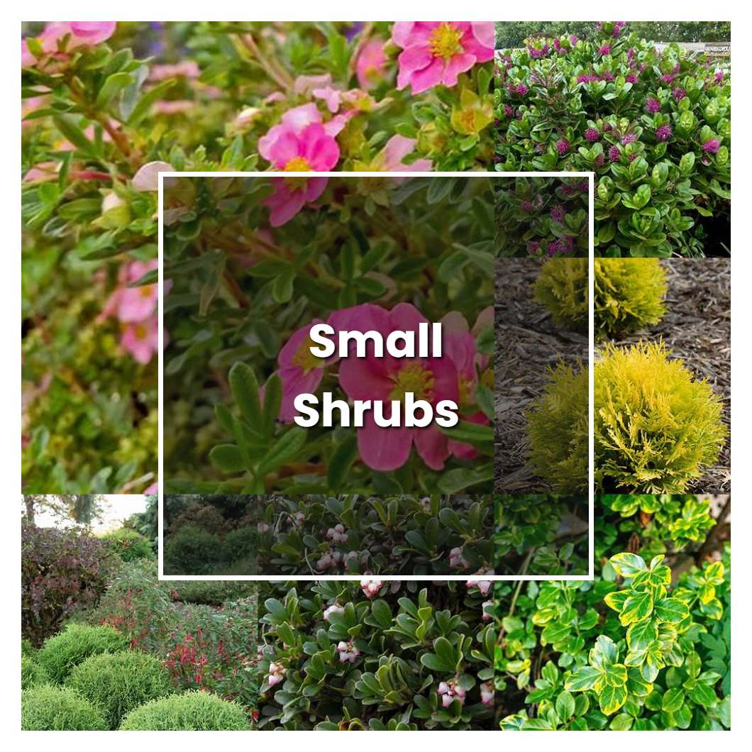How to Grow Small Shrubs - Plant Care & Tips