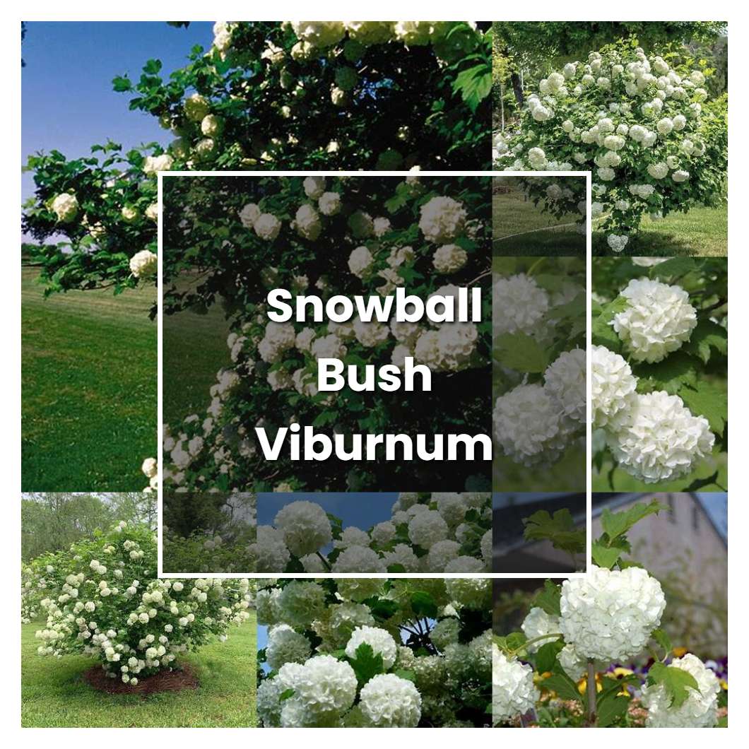 How to Grow Snowball Bush Viburnum - Plant Care & Tips