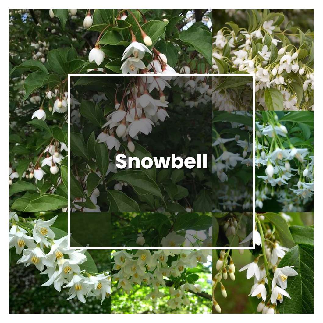 How to Grow Snowbell - Plant Care & Tips