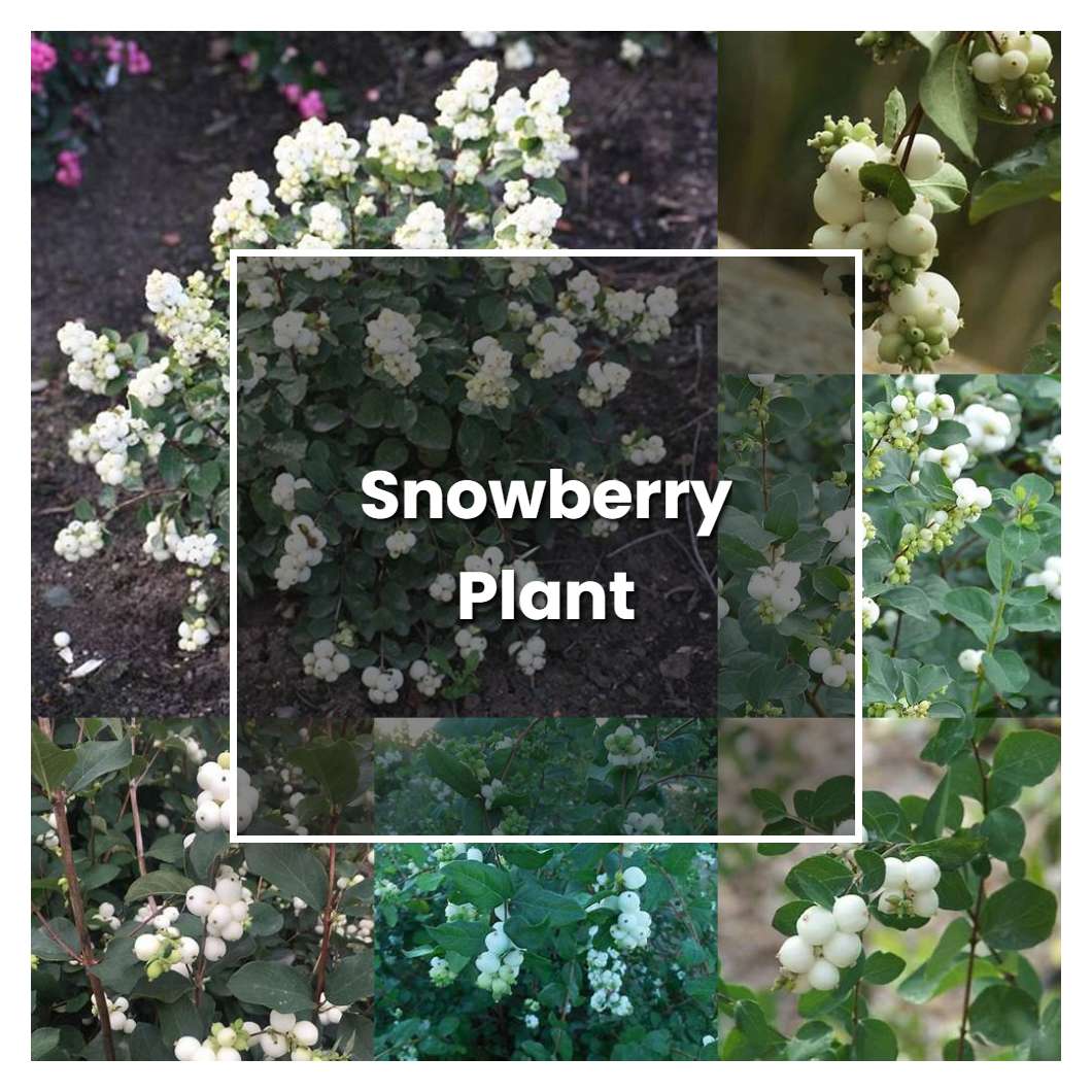 How to Grow Snowberry Plant - Plant Care & Tips