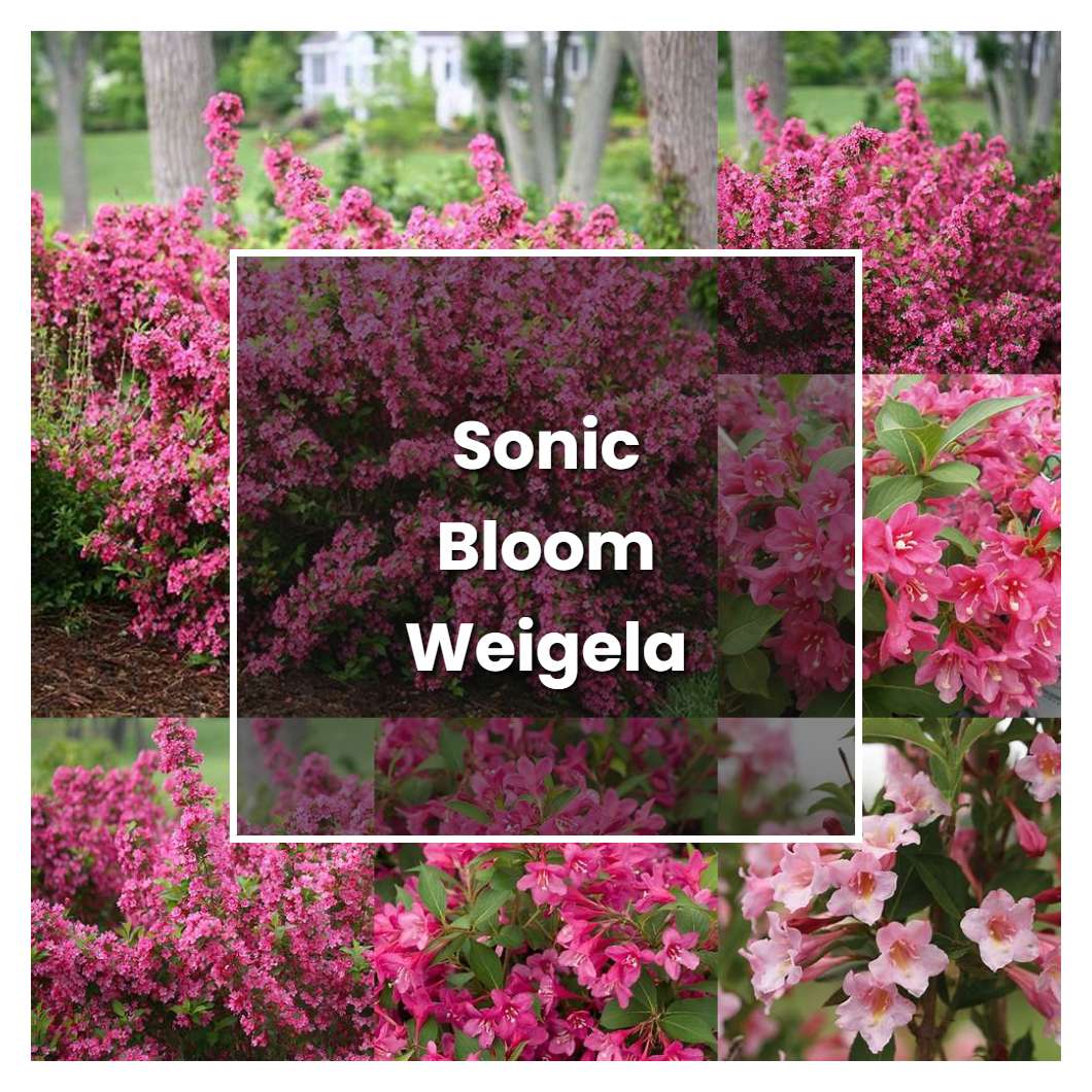 How to Grow Sonic Bloom Weigela - Plant Care & Tips