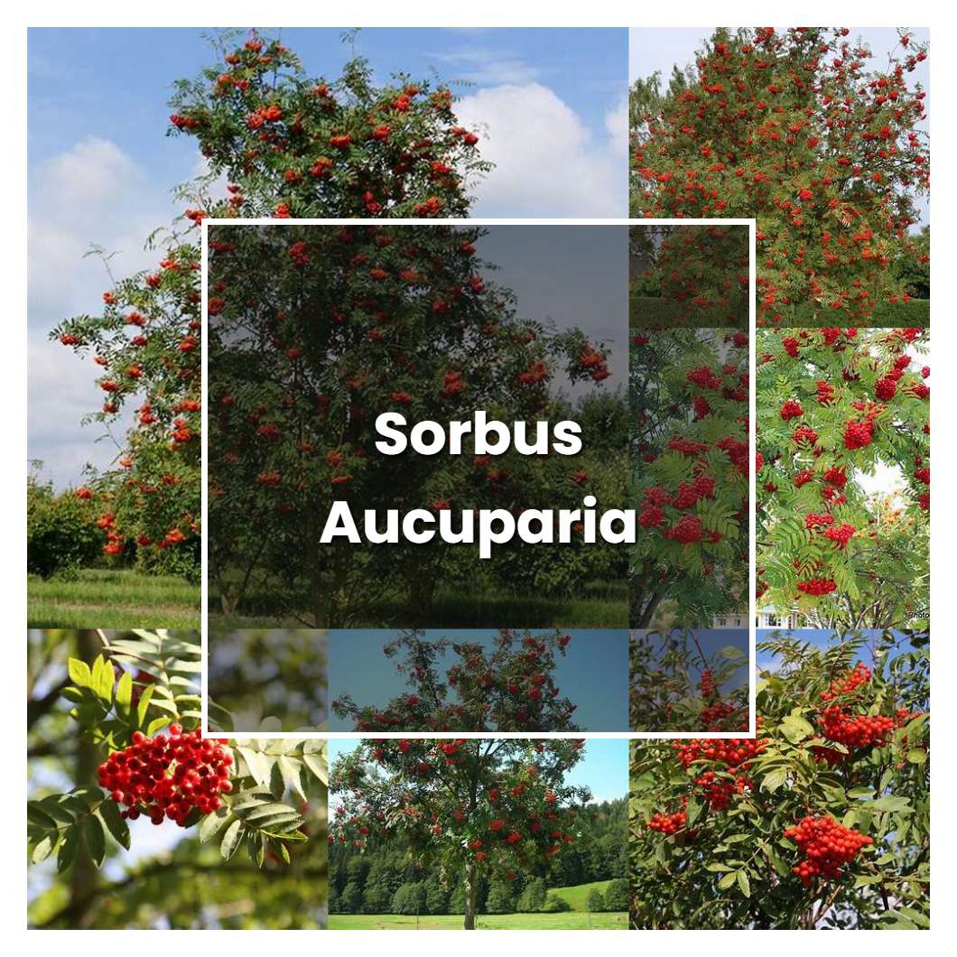 How to Grow Sorbus Aucuparia - Plant Care & Tips