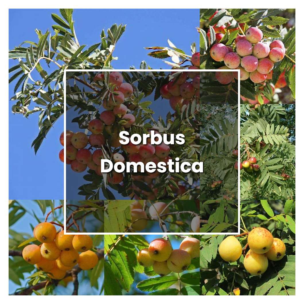 How to Grow Sorbus Domestica - Plant Care & Tips