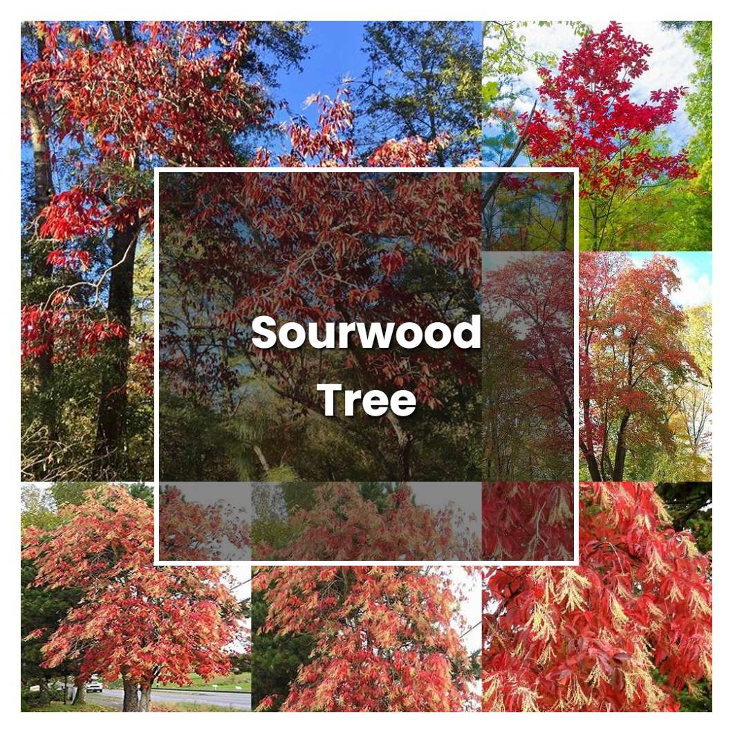 How to Grow Sourwood Tree - Plant Care & Tips