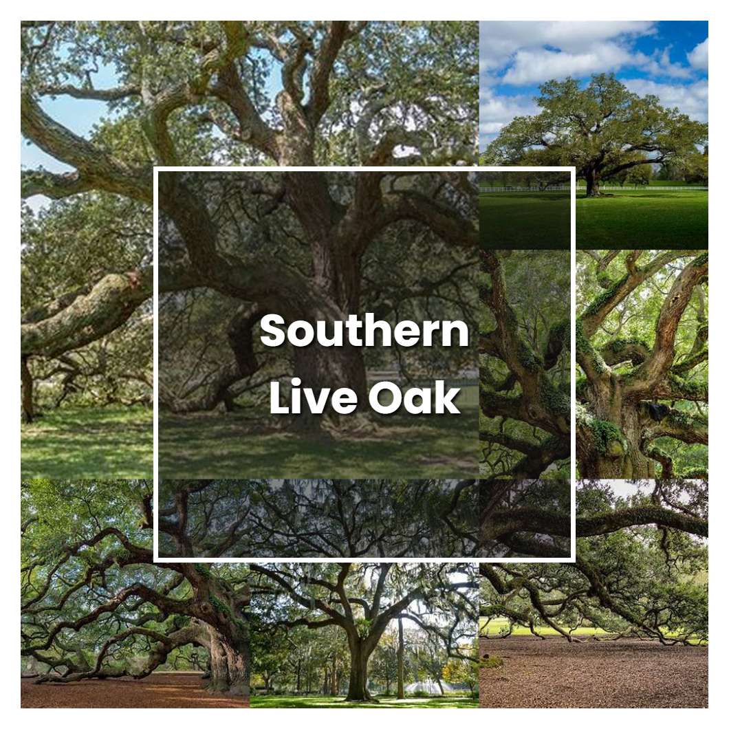 How to Grow Southern Live Oak - Plant Care & Tips