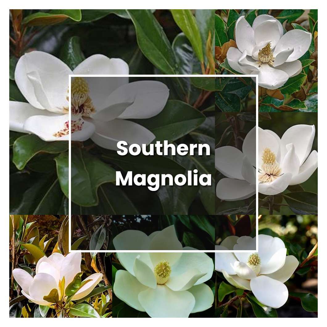 How to Grow Southern Magnolia - Plant Care & Tips